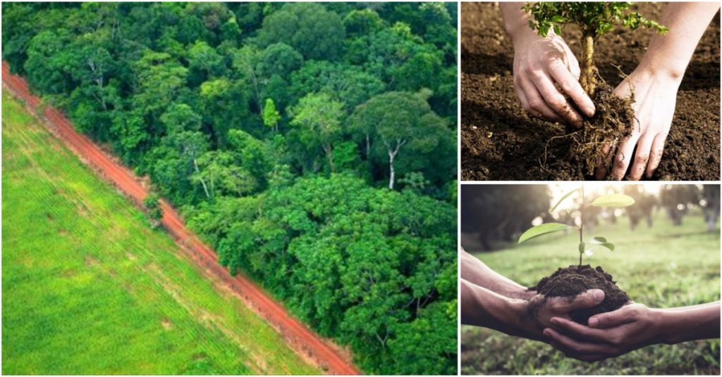 Reforesta y aléjate de los países que más contaminan