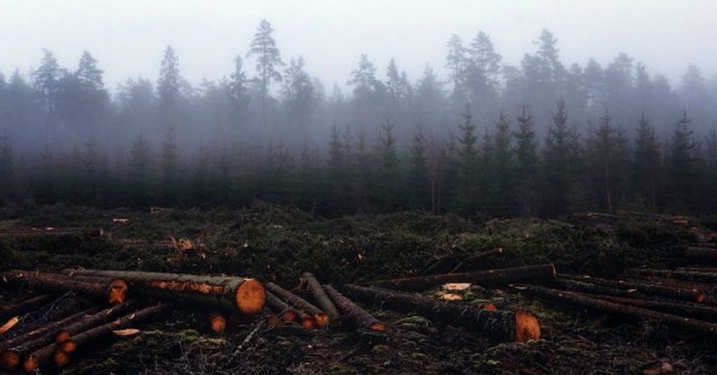 Causas de la deforestación