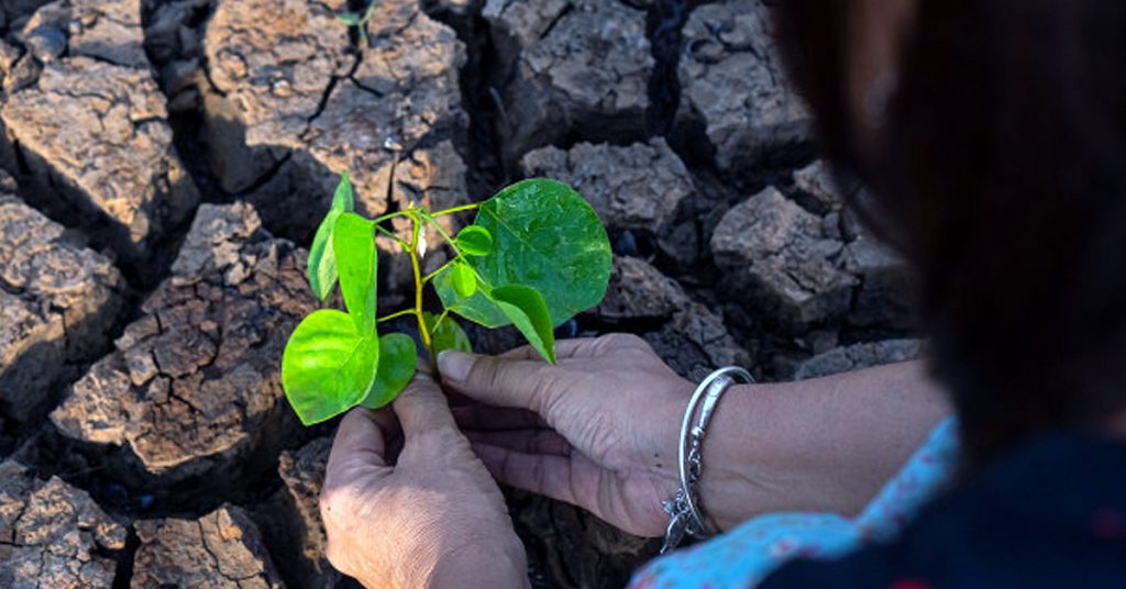 Impacto de la deforestación