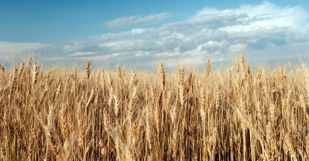 Principales propiedades de este producto natural