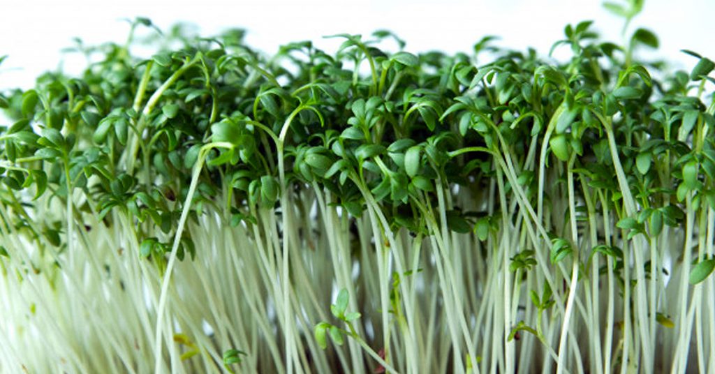 Razones por las que los clientes prefieren un restaurante ecológico