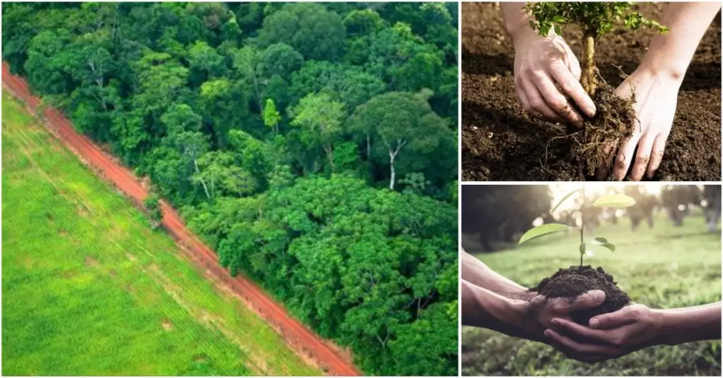Reforesta y aléjate de los países que más contaminan