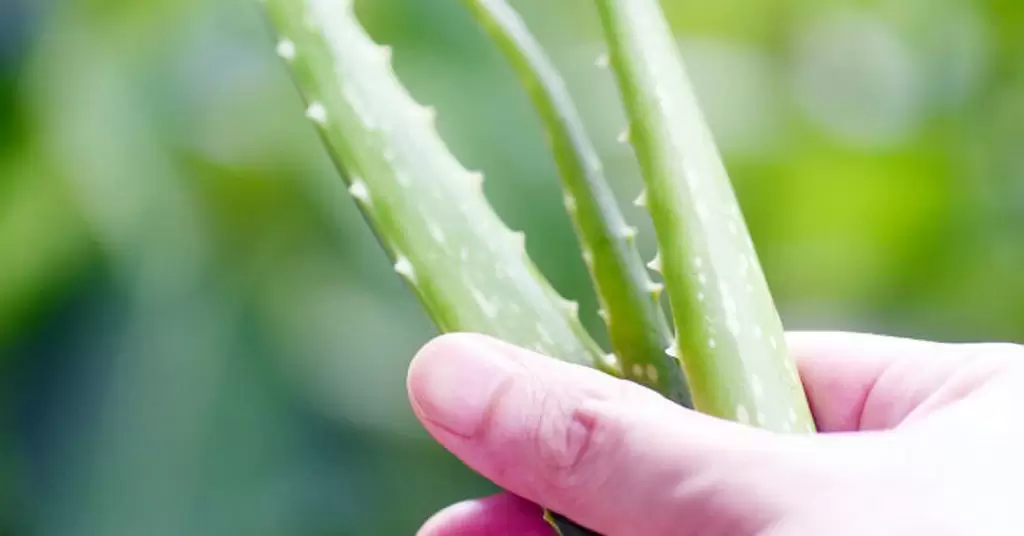Beneficios del aloe vera