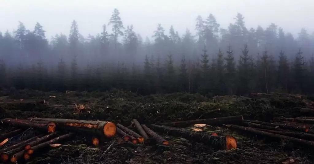Causas de la deforestación