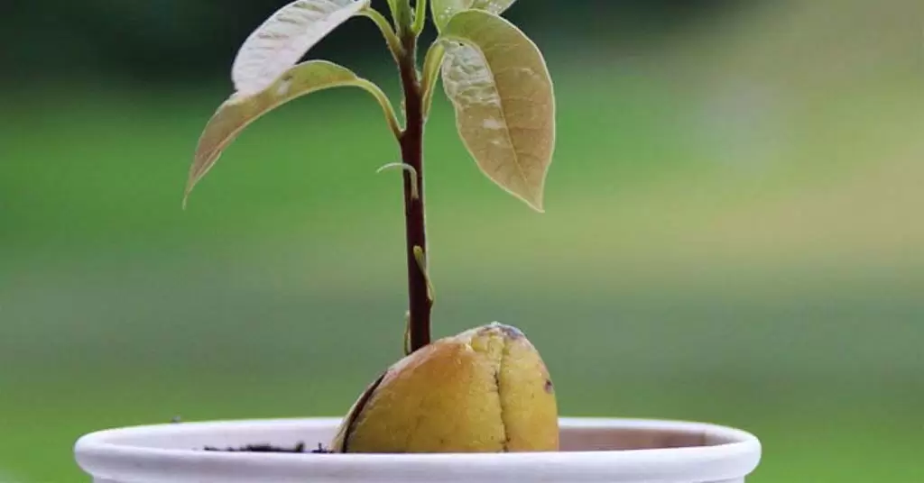 plantar hueso de aguacate