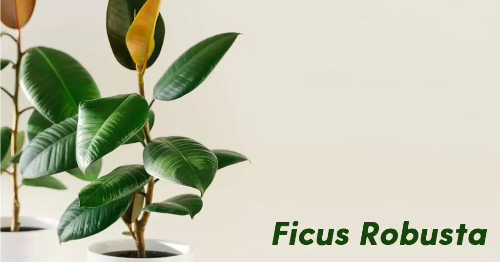 Ficus Robusta