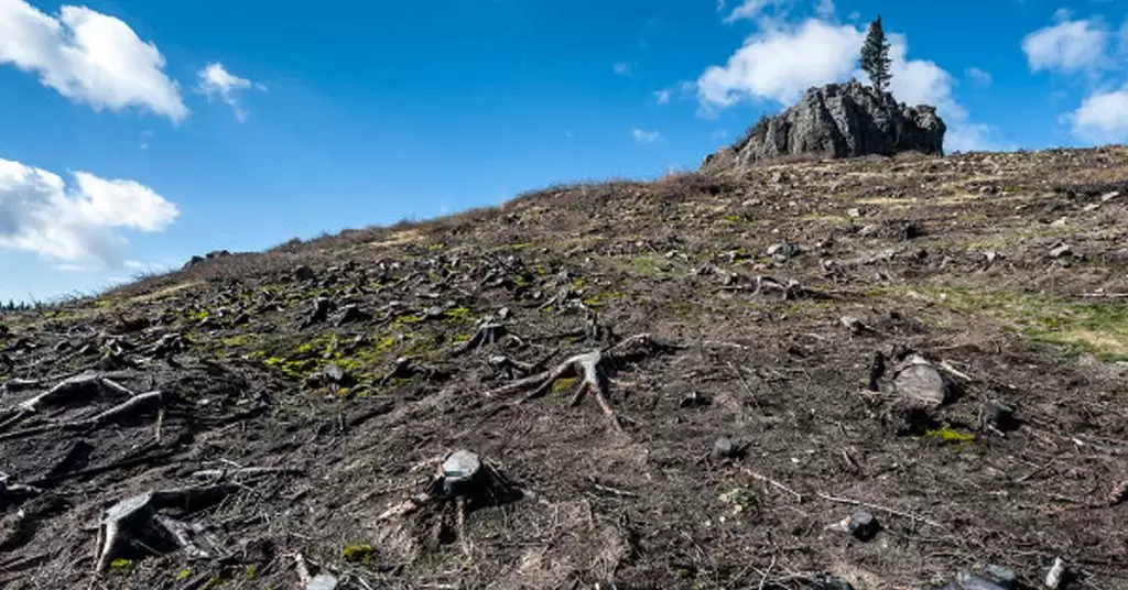 Ideas para detener la deforestación