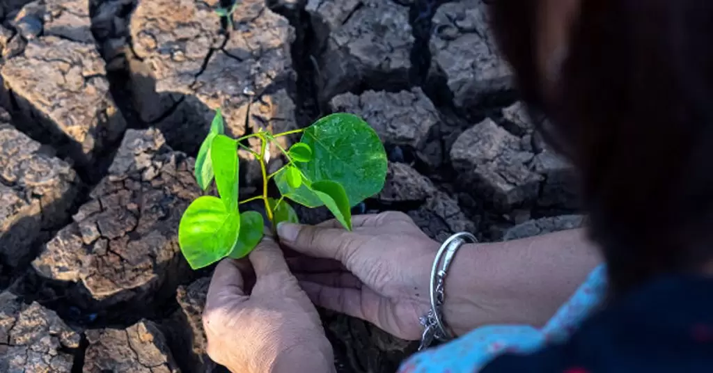 Impacto de la deforestación