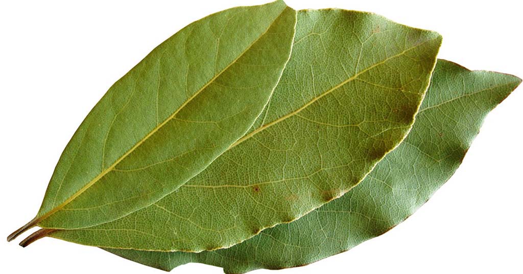 propiedades del laurel