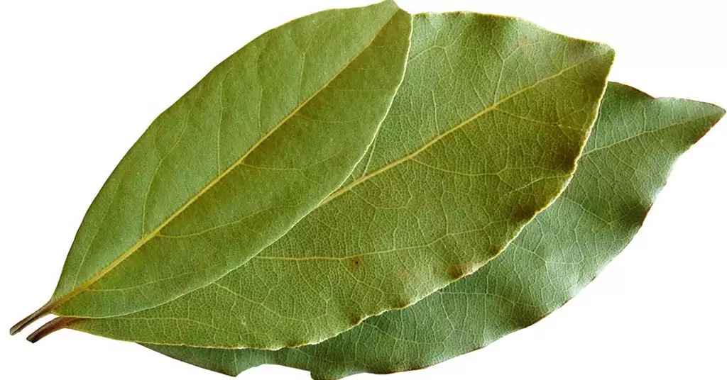propiedades del laurel