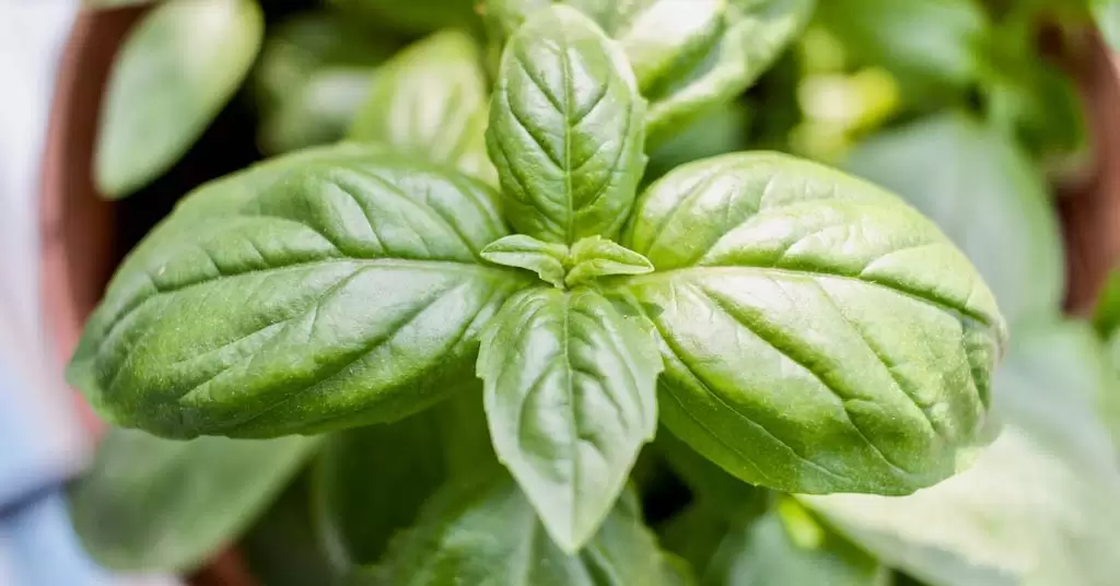 Para-qué-sirve-y-beneficios-de-la-albahaca-portada