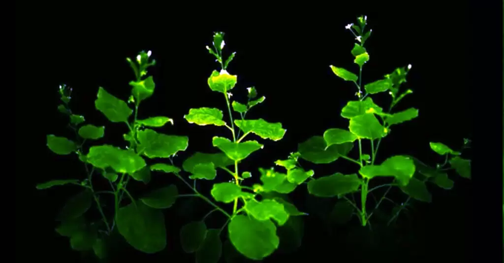 Plantas bioluminiscentes para iluminar las calles