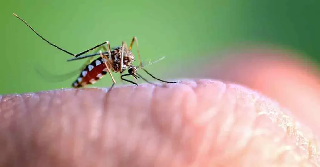 ¿Por qué me pican los mosquitos?