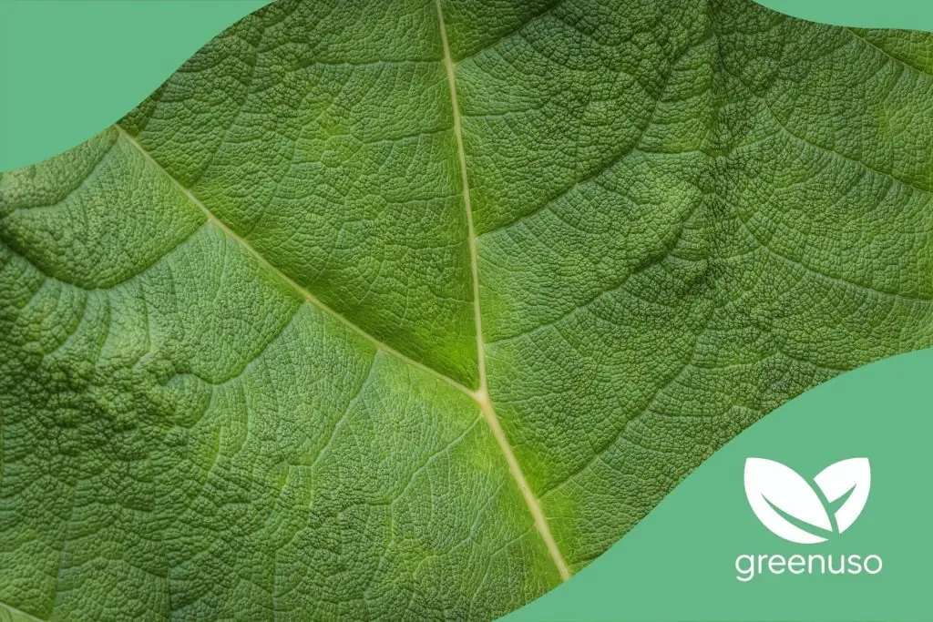 Bienfaits de la chlorophylle