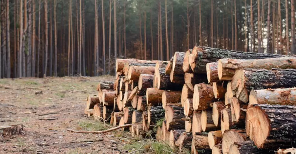 ¿Qué es la deforestación?