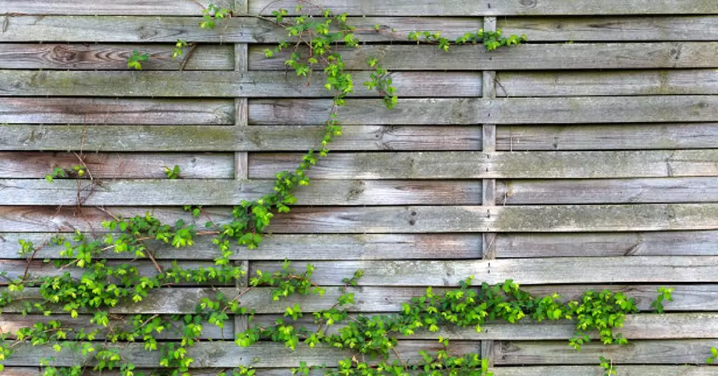 Razones para hacer un jardín vertical casero