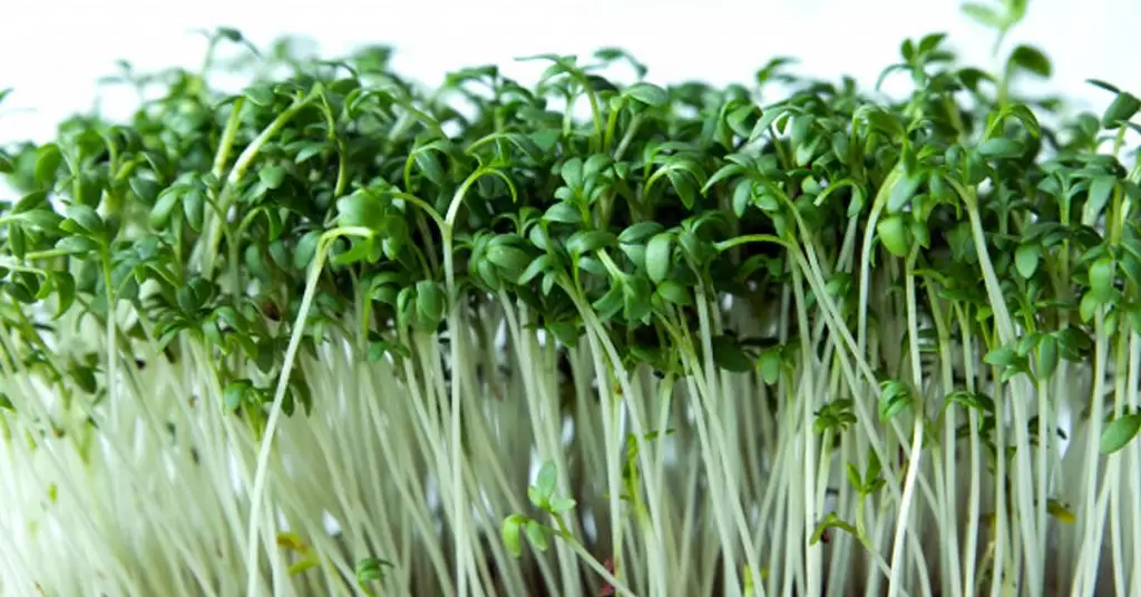 Razones por las que los clientes prefieren un restaurante ecológico