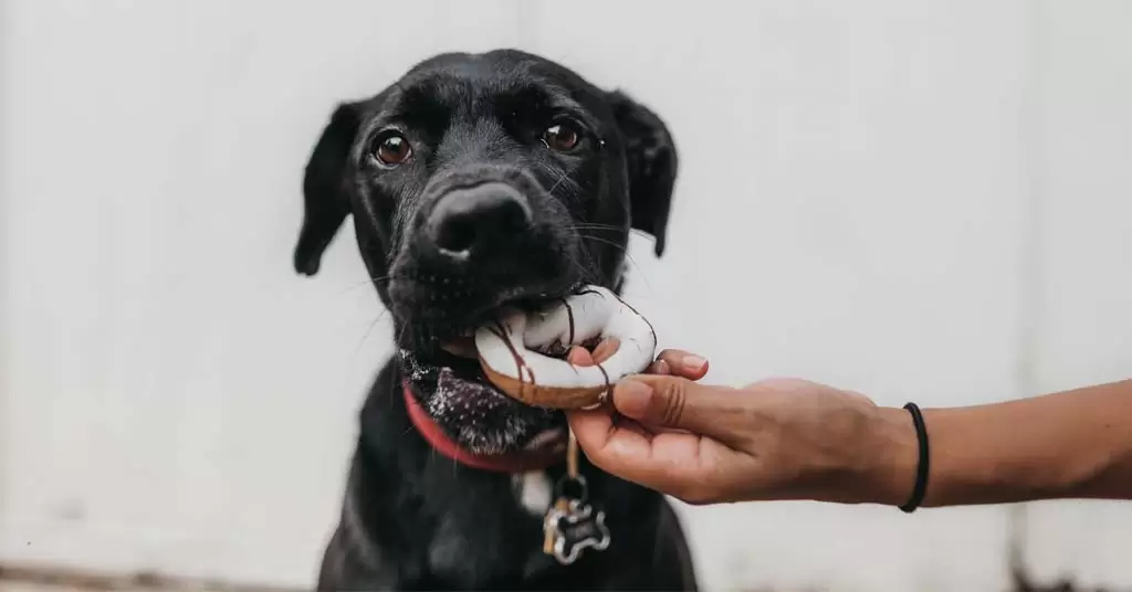 alimentos-prohibidos-para-perros-cuerpo