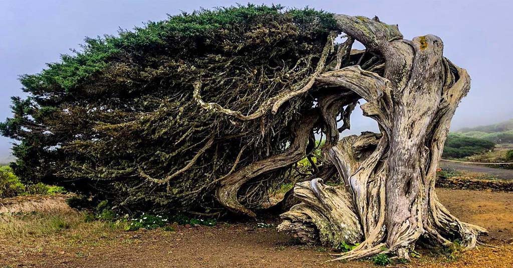 árboles-más-famosos-y-bonitos-del-mundo-cuerpo