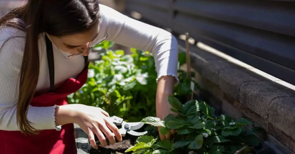 Colaboraciones y apoyo comunitario a través de huertos urbanos