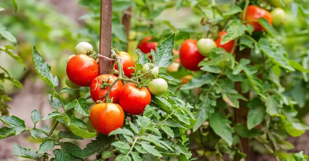 cultivar tomates cherry