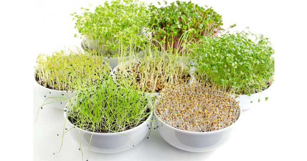 germinados caseros
