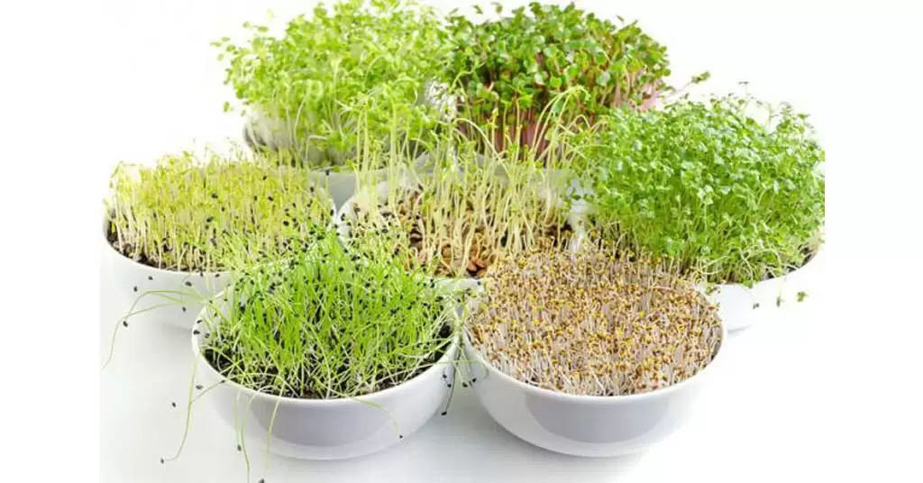 germinados caseros