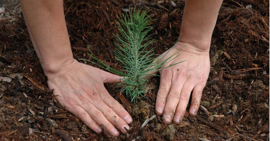 plantar un arbol