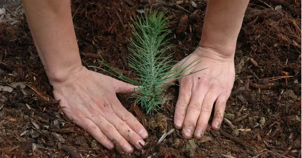 plantar un arbol