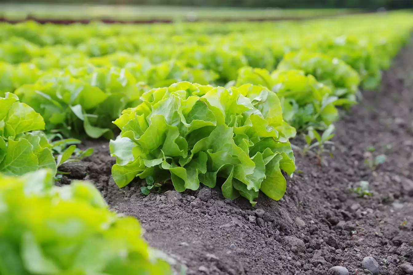 agricultura ecológica y agroecología
