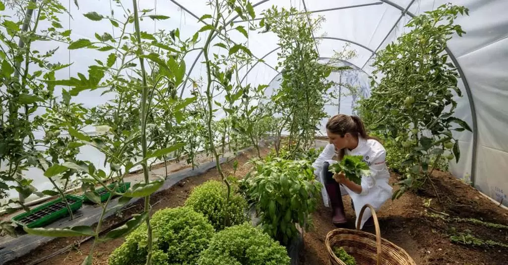 documentales sobre ecologia para reafirmar que tu restaurante es eco friendly