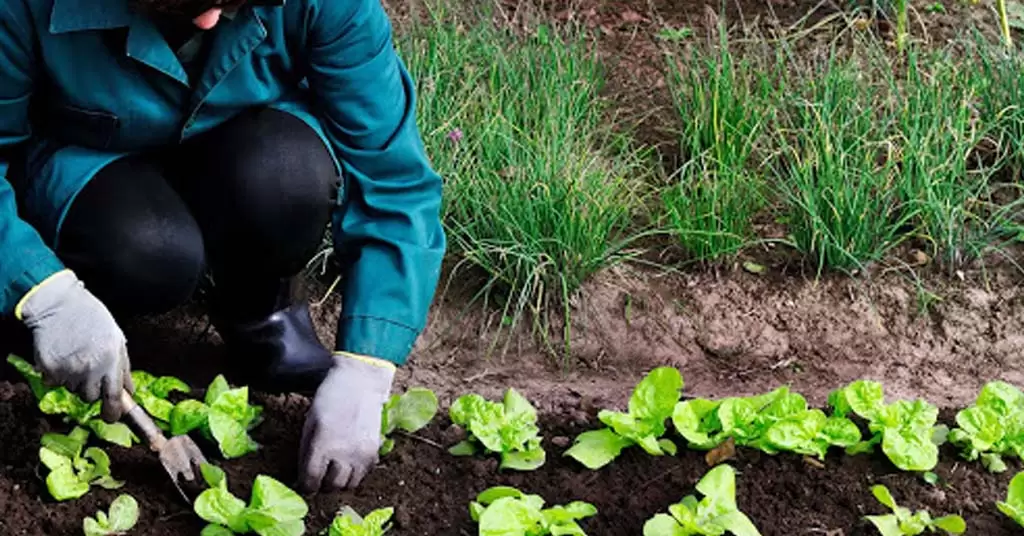 agricultura ecológica y agroecología