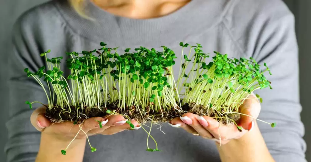 germinados en casa