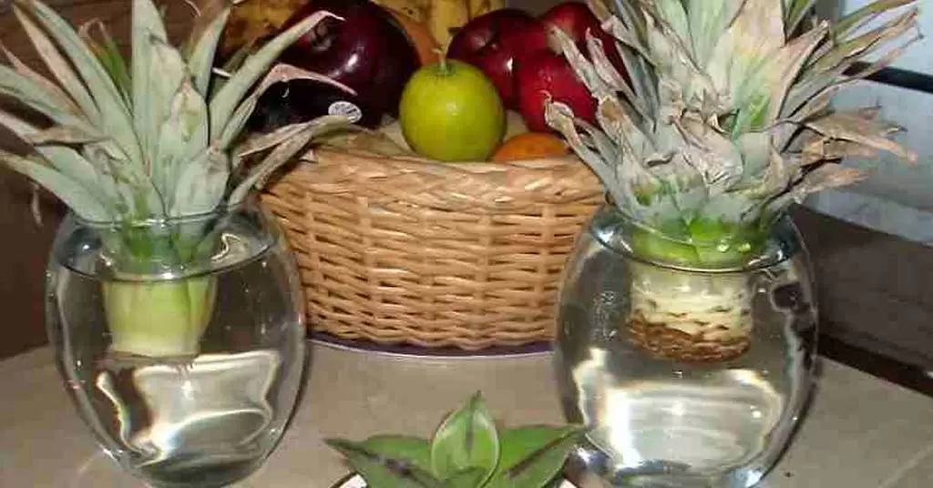 plantar una piña sin semilla