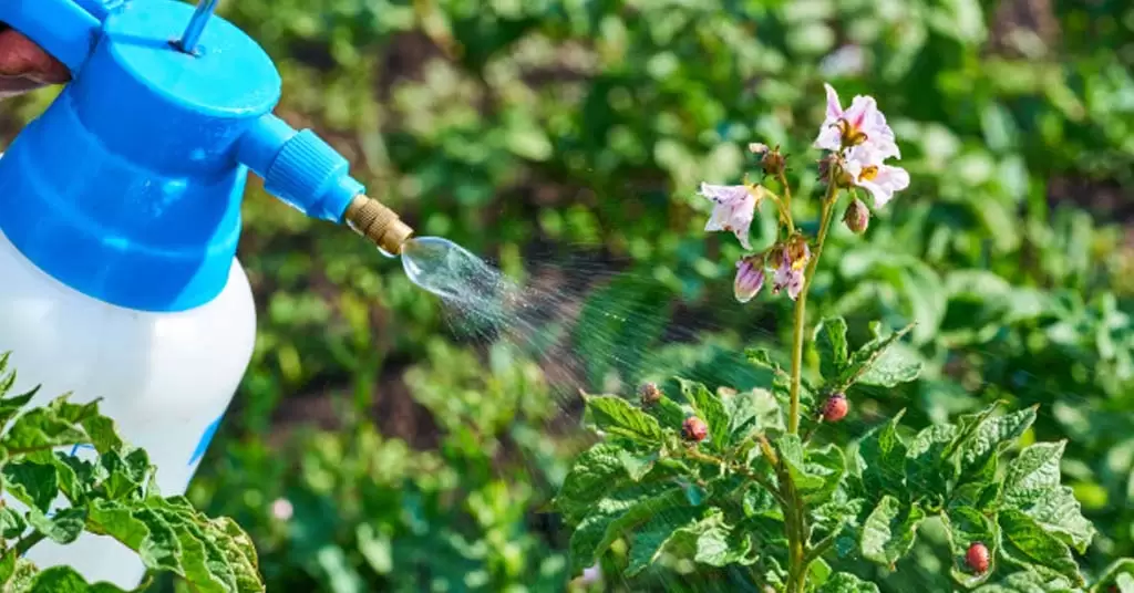 insecticida casero