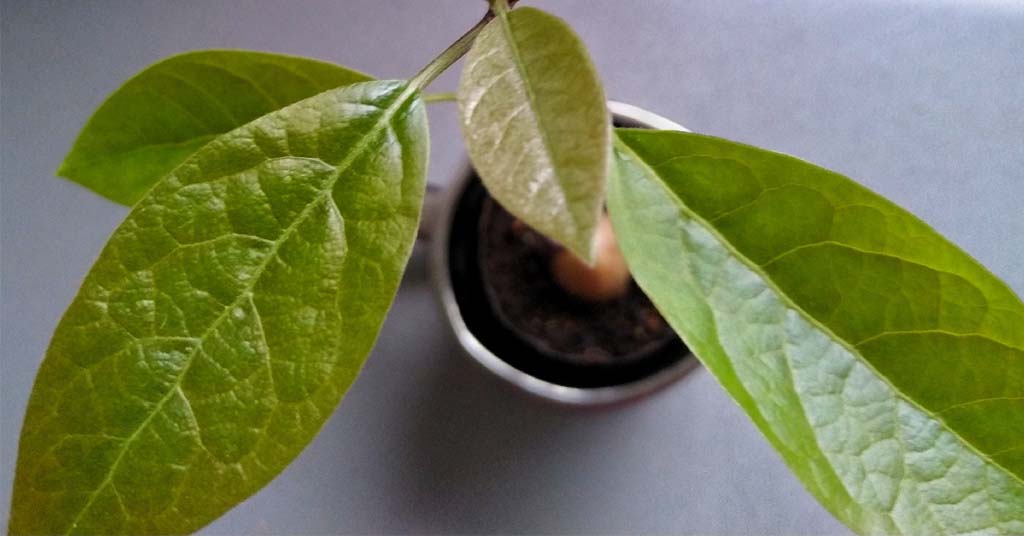 germinar un hueso de aguacate