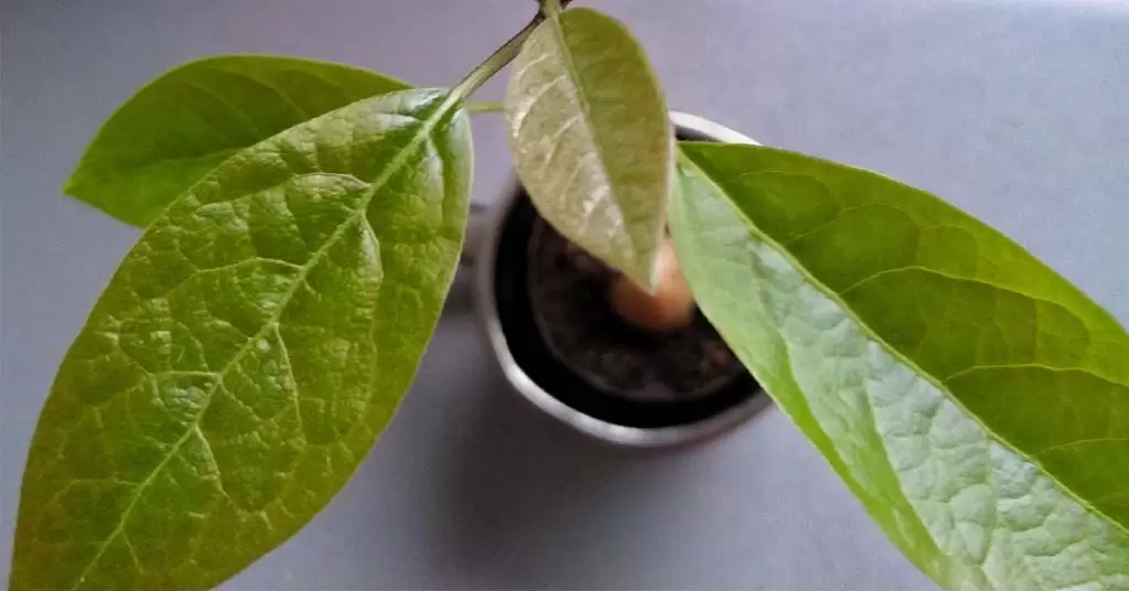 germinar un hueso de aguacate