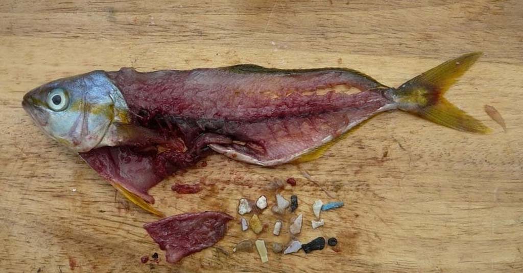 microplastico en alimentos