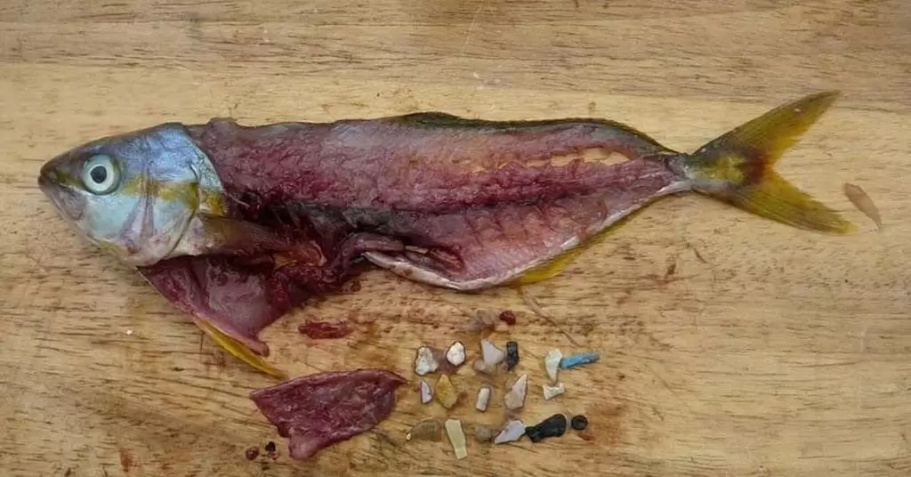 microplastico en alimentos