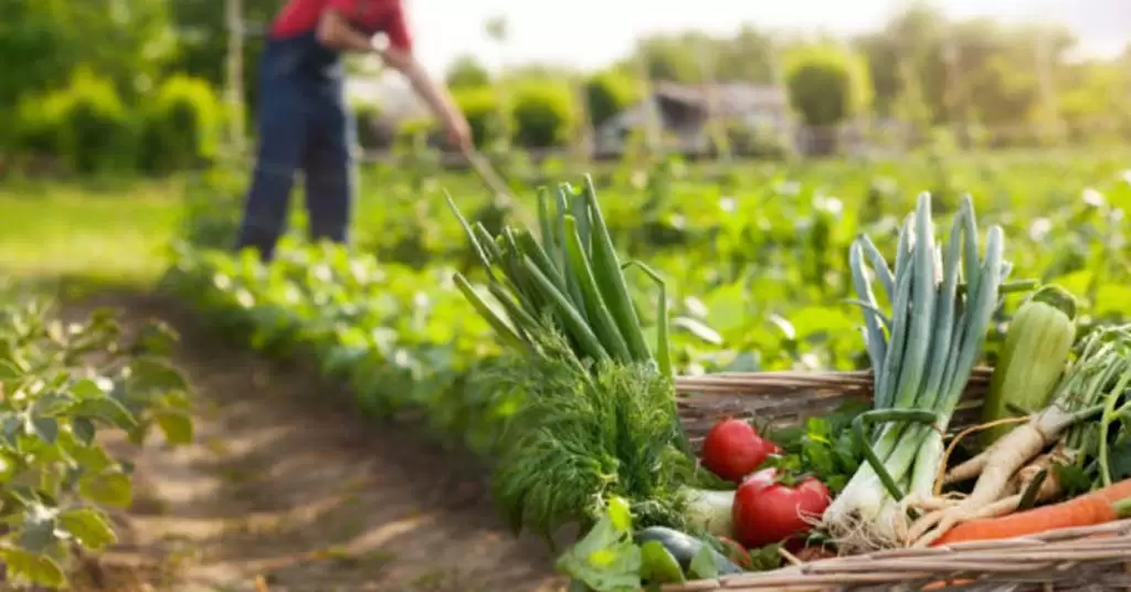 agricultura ecologica