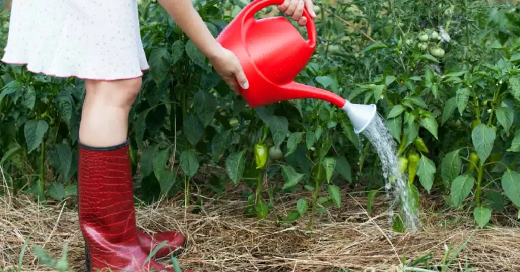 agricultura ecologica