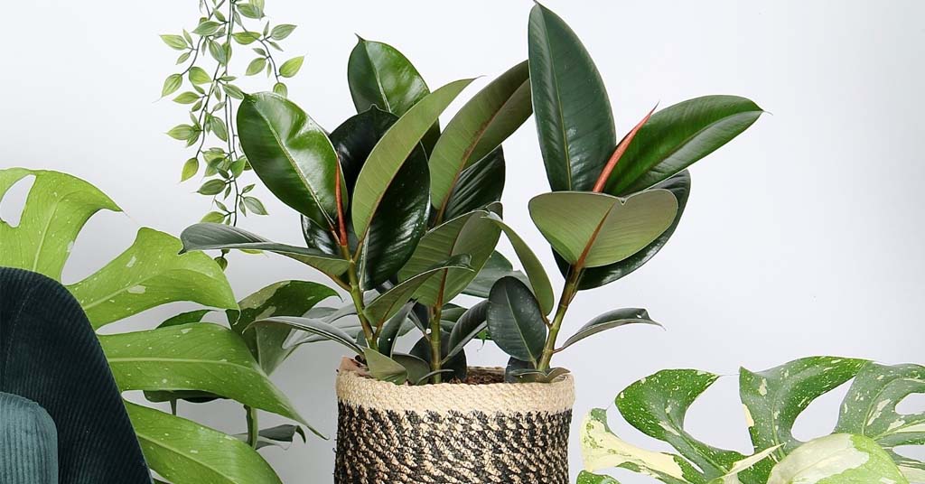 Ficus Robusta
