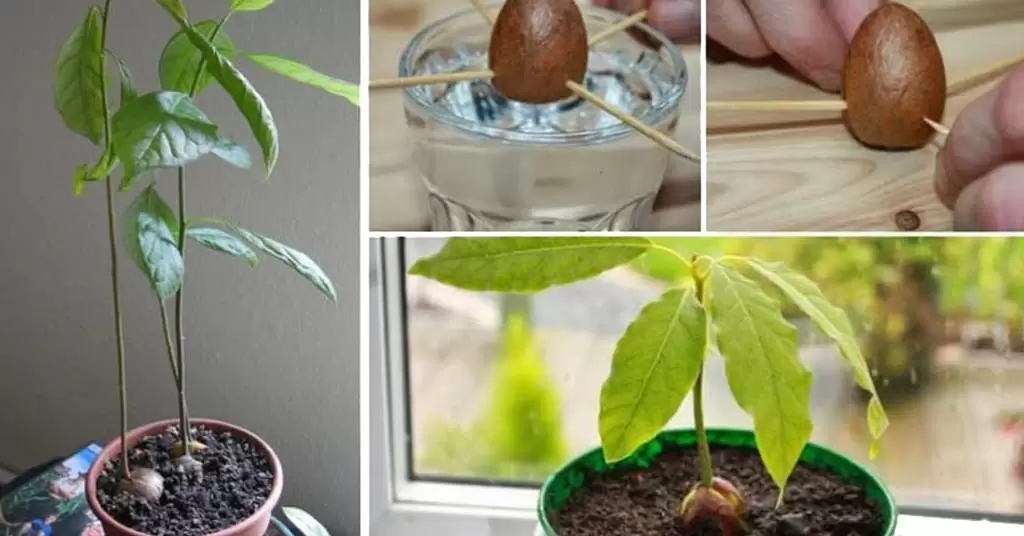 plantar hueso de aguacate