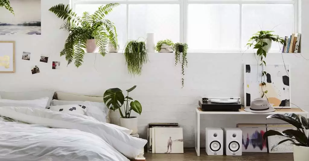 plantas purificadoras de aire
