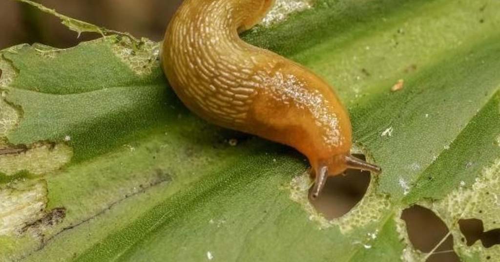 plagas huertos de otoño