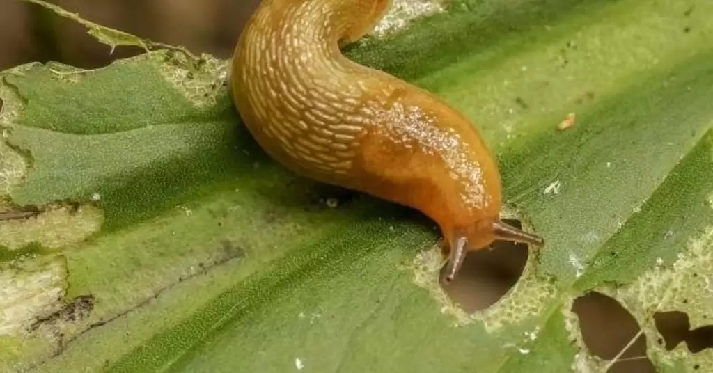 plagas huertos de otoño