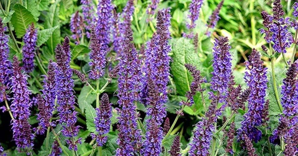 salvia usos y beneficios