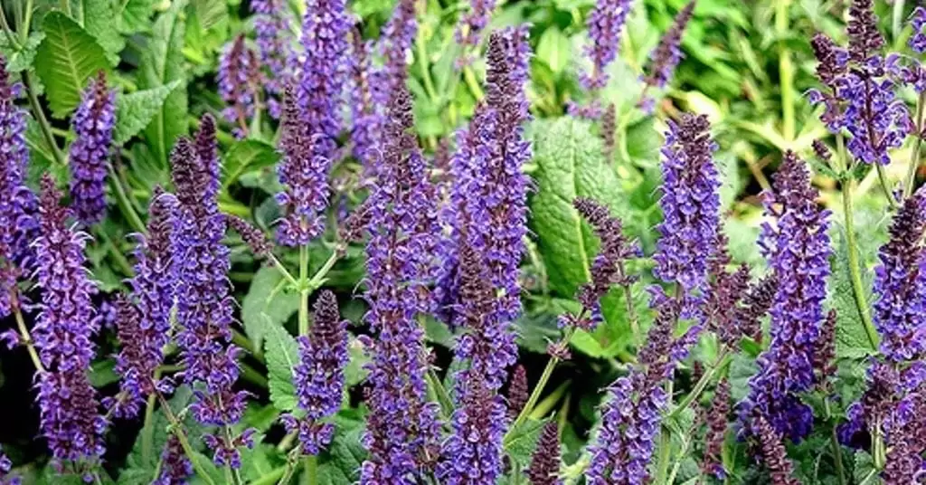 salvia usos y beneficios