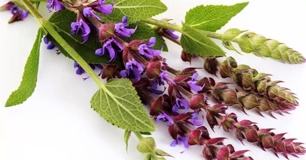 salvia usos y beneficios