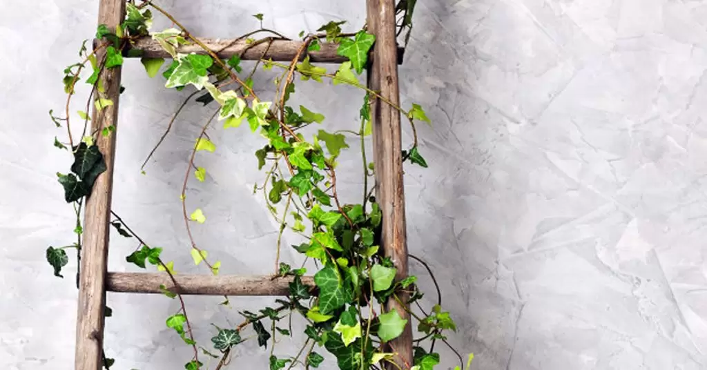 ¿Se dañó la escalera? Es perfecta para hacer un jardín vertical casero